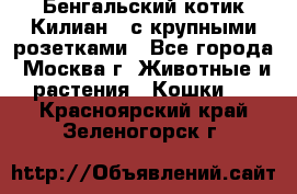 Бенгальский котик Килиан , с крупными розетками - Все города, Москва г. Животные и растения » Кошки   . Красноярский край,Зеленогорск г.